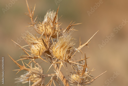 Dry thorny thistle flower heads showing sharp spikes macro