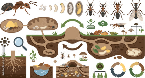 Fotografía Ant life cycle and colony hierarchy vector element set with underground nest tun