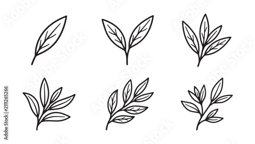 Hand drawn linear botanical leaf sprig collection for floral design with botanical handdrawn illustration minimalist monochrome isolated environment vegetation collection ornament stylized