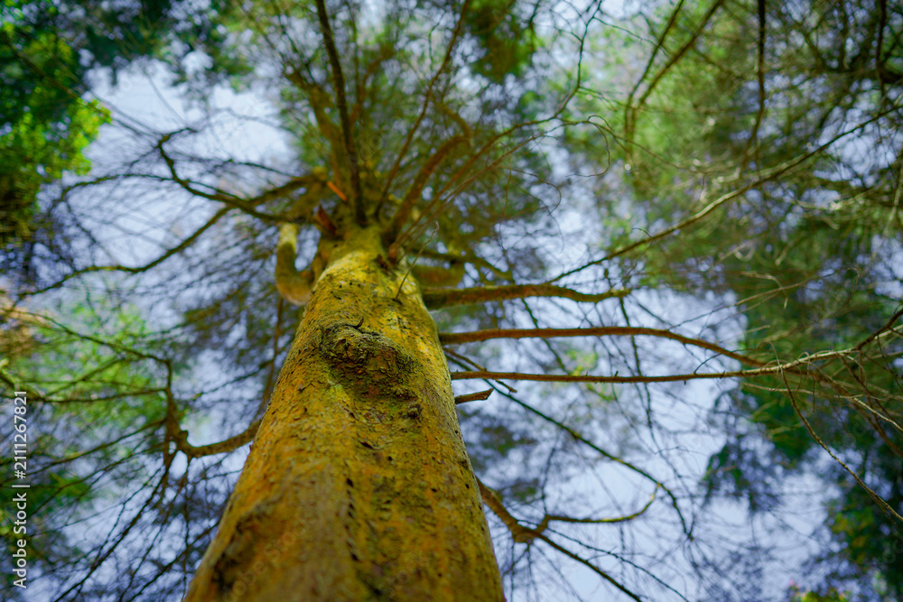 Fototapeta premium A dramatic low-angle perspective looking up a massive textured tree trunk toward sprawling green branches and the forest canopy against a clear sky.