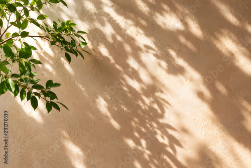 Minimalist Beige Wall With Botanical Shadows