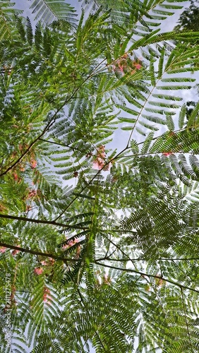 Upward view of Albizia julibrissin canopy with graphic foliage and pink blossoms