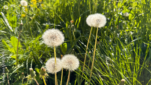 Canvastavla White Dandelion seed heads standing in sunlit meadow