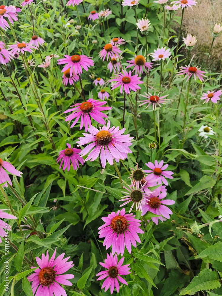 Obraz premium Pink purple echinacea coneflower flowers in the garden in summer sunny day. Nature beauty, health care herbal botanical background with copy space