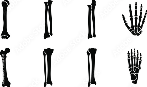 Tableau sur toile Human Limb Bones Vector Silhouette Icons Set Including Femur Humerus Radius Ulna
