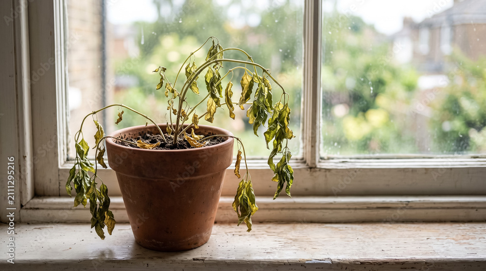 Obraz premium Neglected houseplant in a terracotta pot with dry soil and wilted yellowing leaves sitting on an old windowsill