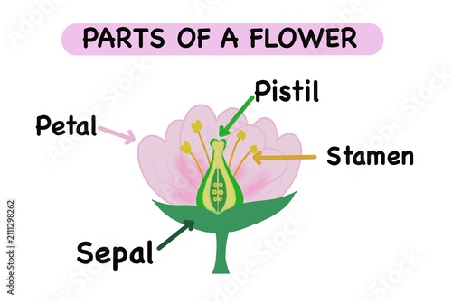 Fotografia Cute educational illustration of the parts of a flower with labeled petal, sepal, stamen, and pistil
