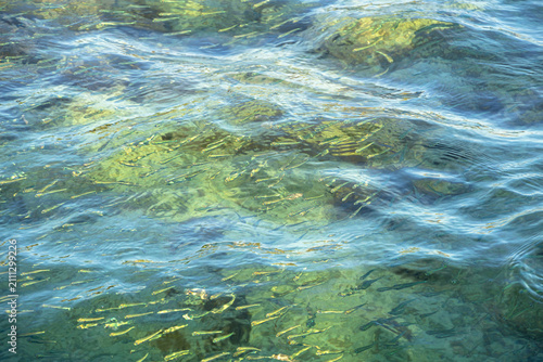 Close up of vibrant green rippling sea water in bright sunlight with a school of small fish.