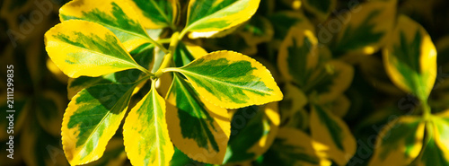 Close-up of variegated yellow and green leaves on a decorative shrub in sunlight