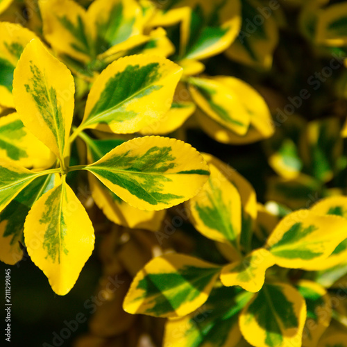 Close-up of variegated yellow and green leaves on a decorative shrub in sunlight