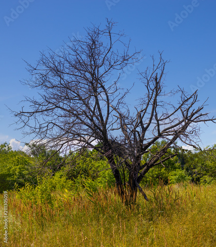 Dry tree stands in a field surrounded by green plants under a clear blue sky in daytime