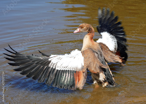 Nilgans beim Federputz