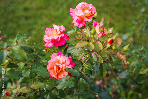Foto Beautiful pink and orange floribunda rose flowers with water drops blooming on a bush in a summer garden with blurred green grass background