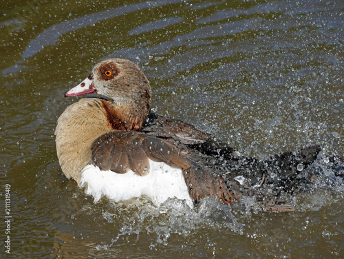 Nilgans beim Federputz

