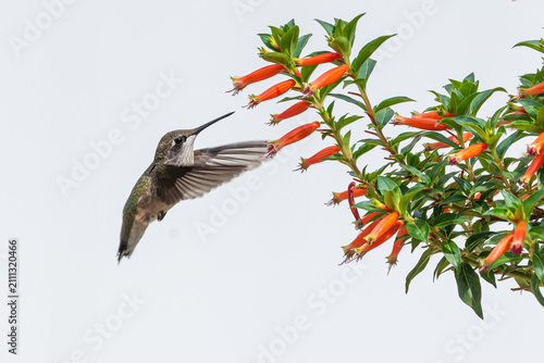 Ruby throated hummingbird flying next to orange vermillionaire cuphea plant with white background