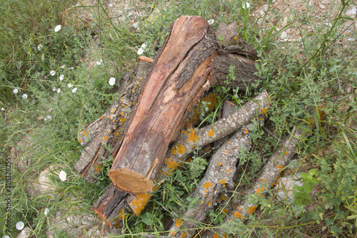 firewood logs scattered in a field, abandonment, nature, rural setting