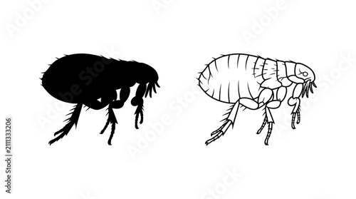 Konstfotografi Flea Silhouette And Line Drawing On White Background