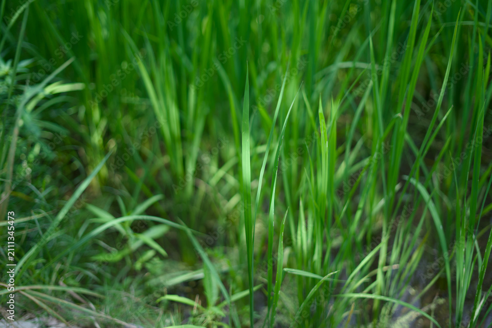 Fototapeta premium Sunlit Blades Of Green Rice Grass Field