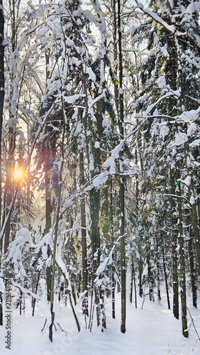 Sunset in winter forest
