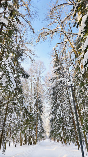 Winter fir forest