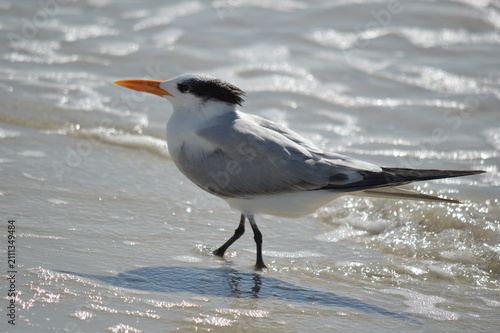 Obraz na płótnie Royal Tern (Thalasseus maximus) standing on beach.