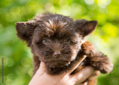 An adorable brown puppy with a fluffy coat and expressive eyes, being held in someone’s arms out in the countryside.