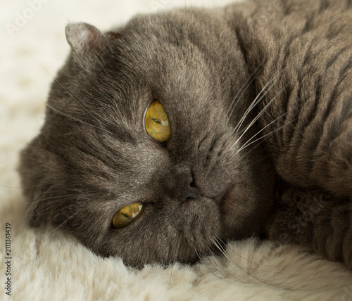 close up of a cat. Kitten. Animals. Photo. Background. Cat