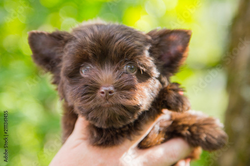 An adorable brown puppy with a fluffy coat and expressive eyes, being held in someone’s arms out in the countryside.