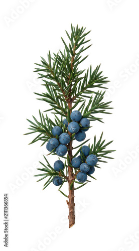 Foto Fresh juniper png blue juniper cutout botanical juniper png coniferous juniper c