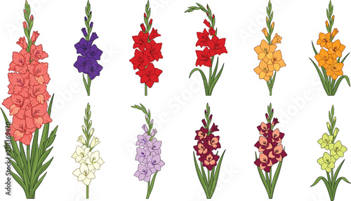 Konstfotografi Colorful Gladiolus Flower Collection with Blooming Stems and Green Leaves Isolat