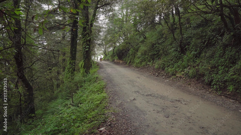 Fototapeta premium Narrow dirt path through lush green forest landscape with woodland wilderness landscape tranquil