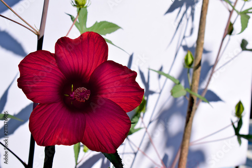Red hibiscus flower on a white background in sunlight.