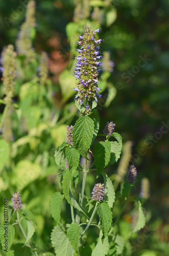 Anise hyssop Golden Jubilee - Latin name - Agastache foeniculum Golden Jubilee