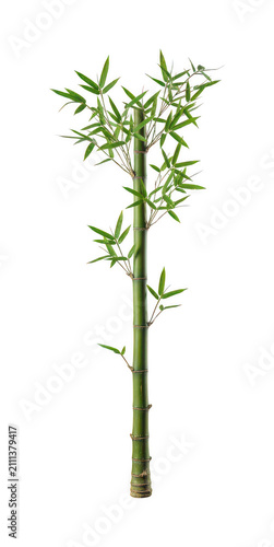 Cuadro en lienzo Fresh bamboo png Green bamboo cutout Vertical bamboo png Tropical bamboo cutout