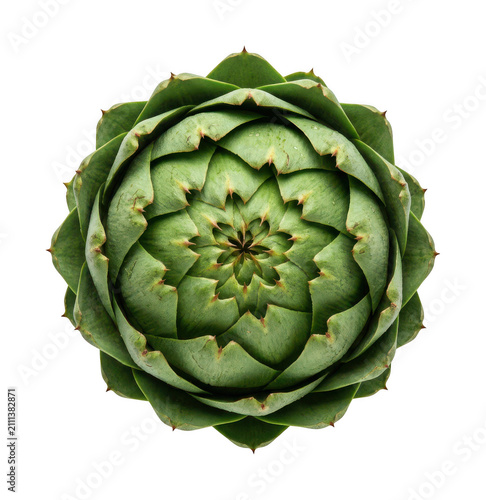 Fresh green artichoke png Raw globe artichoke cutout Organic vegetable artichoke png Healthy isolated transparent background image