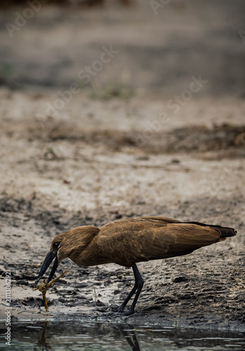 Fotografía Hamerkop or Umbrella bird hunting bullfrog in a muddy Okavango puddle