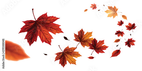 Vibrant red and orange maple leaves blowing and swirling in the wind during autumn season