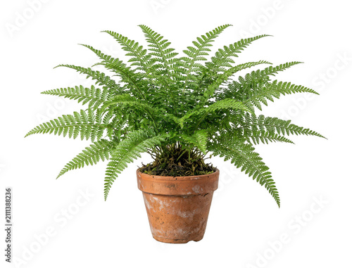 green fern cutout Healthy houseplant fern png Terracotta clay fern isolated transparent
