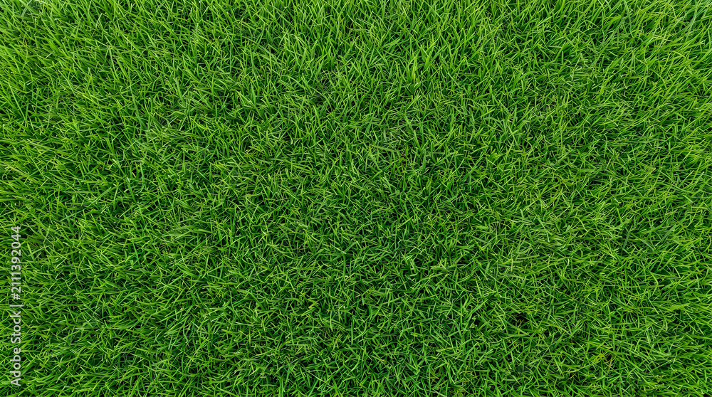 Fototapeta premium Vibrant green grass texture field background