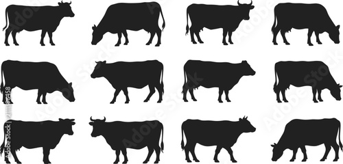 Obraz na płótnie Collection of twelve black cow silhouettes in various poses, grazing and standin