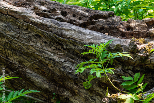 Tree trunk with holes eaten by wood beetle