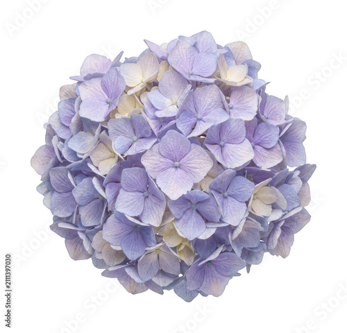 purple hydrangea flower png blue hydrangea bloom cutout pink tinted hydrangea png delicate isolated transparent background image