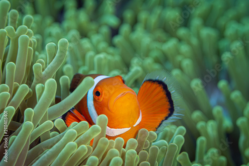 Konstfotografi Clown Fish @ Romblon Island, The Philippines