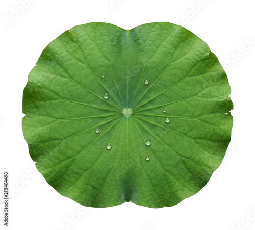 Vibrant lotus leaf png fresh lotus leaf png green lotus leaf png aquatic lotus leaf png circular isolated transparent background image