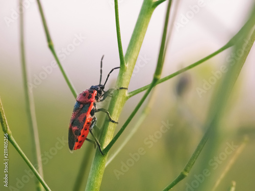 Firebug (Pyrrhocoris apterus) climbing green plant stem, macro photography