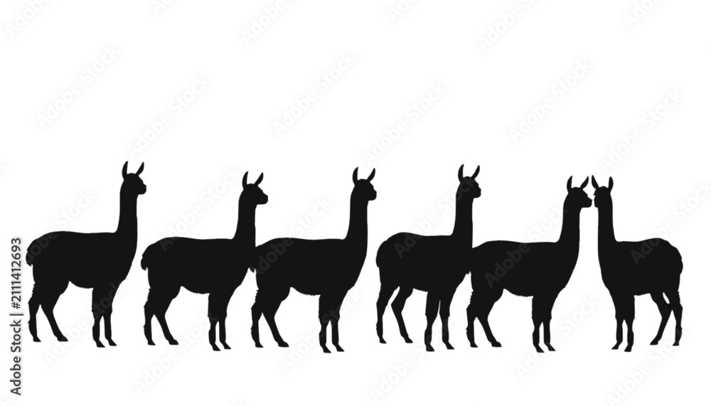 Obraz premium Llamas stand in a peaceful row within this clean graphic illustration of South American herd animals.
