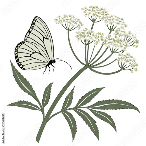 Fotografía White butterfly perched on flowering umbel herb illustration with butterfly