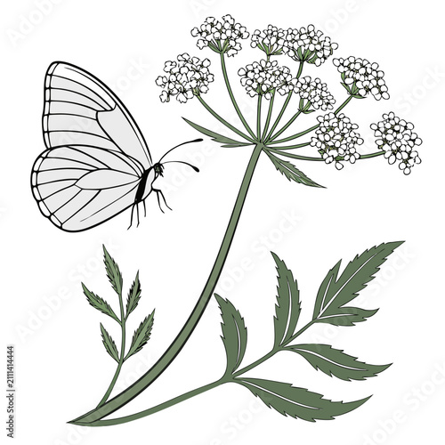 Foto Minimalist butterfly on umbel flower line art illustration with nature themed