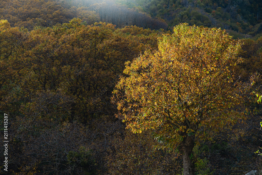 Fototapeta premium nature sceneries along the Chiunzi Pass to get to Costiera Amalfitana, Salerno, Italy