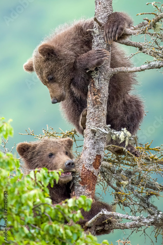 Two cute Brown Bear cubs in spruce tree at Brooks Falls in Katmai National Park, Alaska
